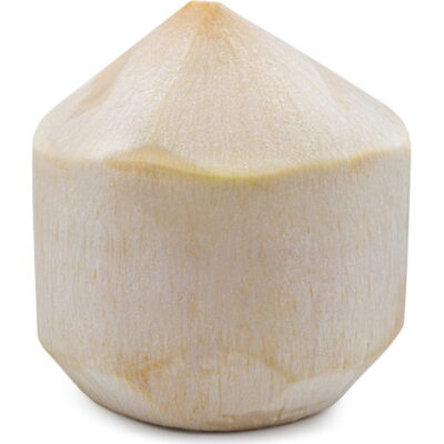 [8006] Coconut 1pcs