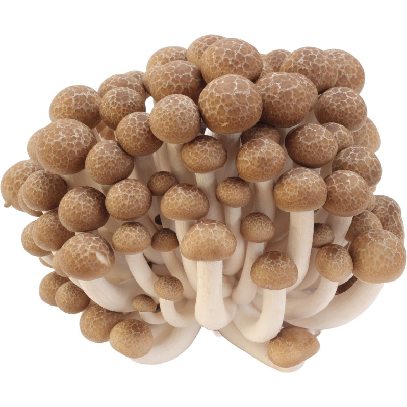 Shimeji 150g (white/brown)
