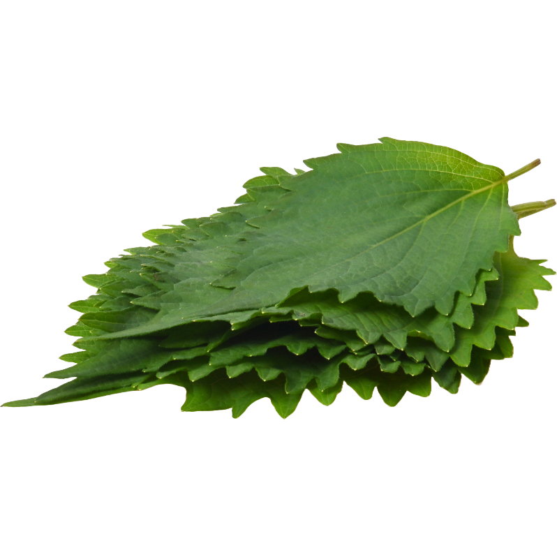 Shiso Leaves